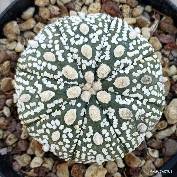 ASTROPHYTUM SUPER KABUTO