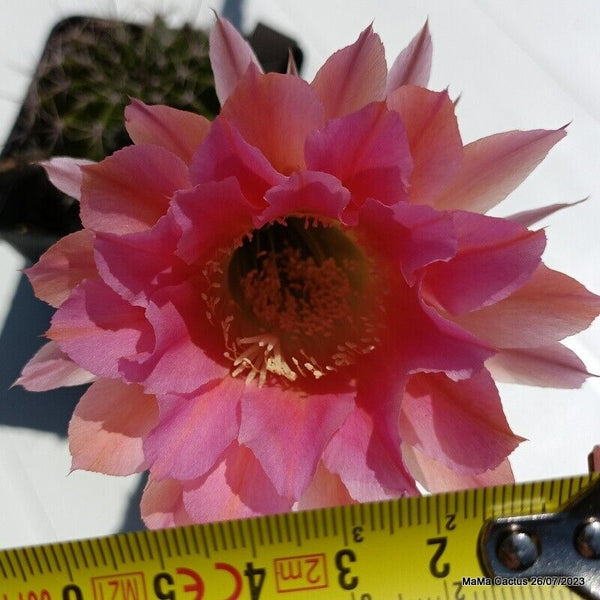 Flower  MaMa Cactus