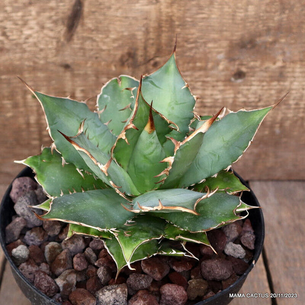 AGAVE TITANOTA