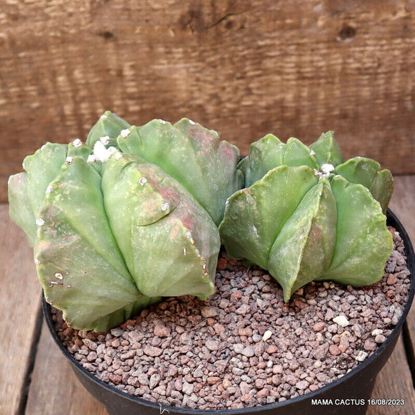 ASTROPHYTUM MYRIOSTIGMA KIKKO