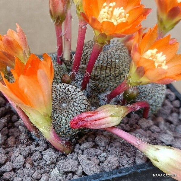 D1660 REBUTIA HELIOSA  pot7-H4-L6 cm MaMa Cactus