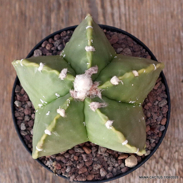 ASTROPHYTUM MYRIOSTIGMA KIKKO