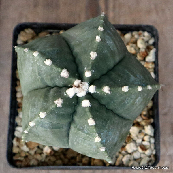 ASTROPHYTUM MYRIOSTIGMA KIKKO GRAFTED
