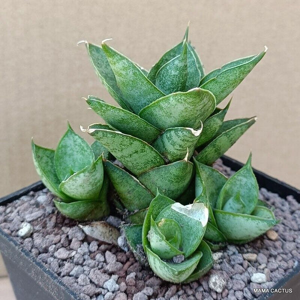 SANSEVIERIA PAGODA COMPACT FORM