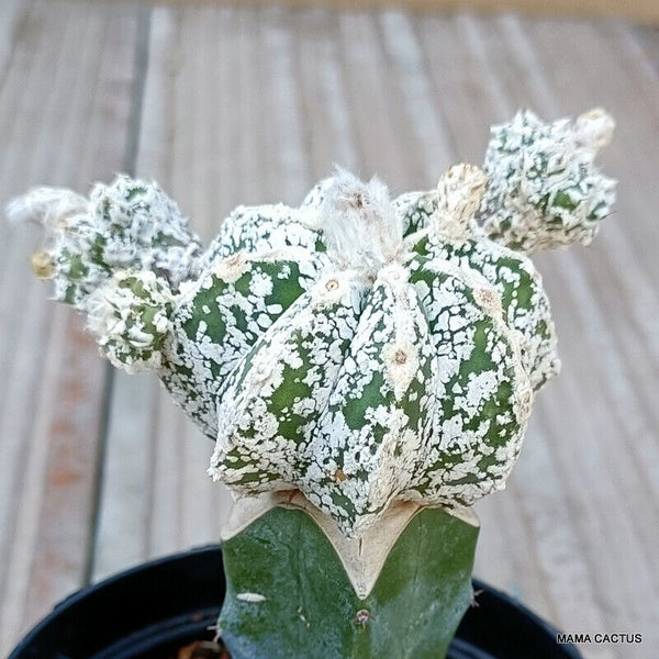 ASTROPHYTUM HAKUUN GRAFTED