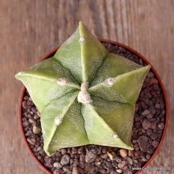 ASTROPHYTUM MYRIOSTIGMA NUDUM