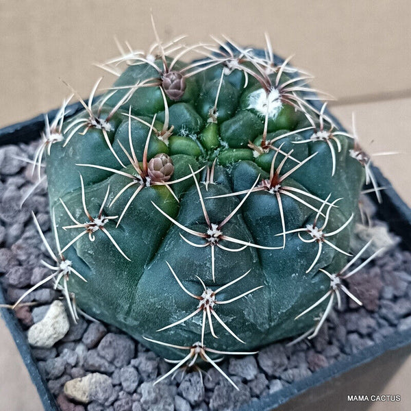 GYMNOCALYCIUM BALDIANUM