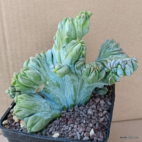 MYRTILLOCACTUS GEOMETRIZANS CRESTED