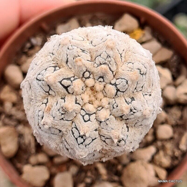 ASTROPHYTUM SUPER KABUTO V TYPE GRAFT