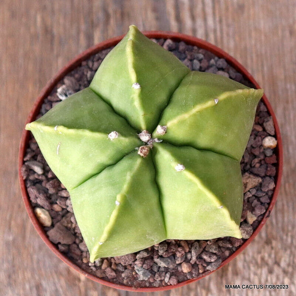 ASTROPHYTUM MYRIOSTIGMA NUDUM KIKKO