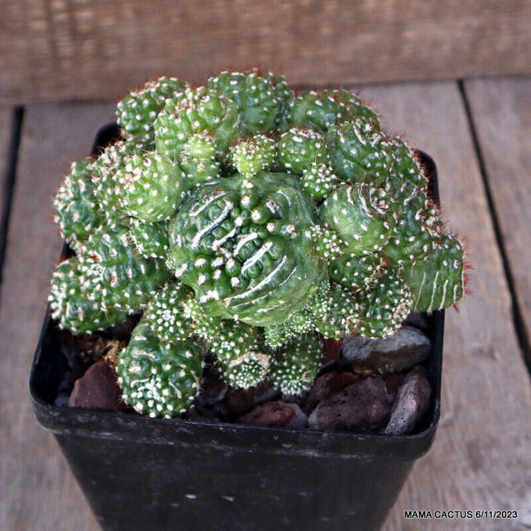 NOTOCACTUS UEBELMANNIANUS MONSTER GRAFTED