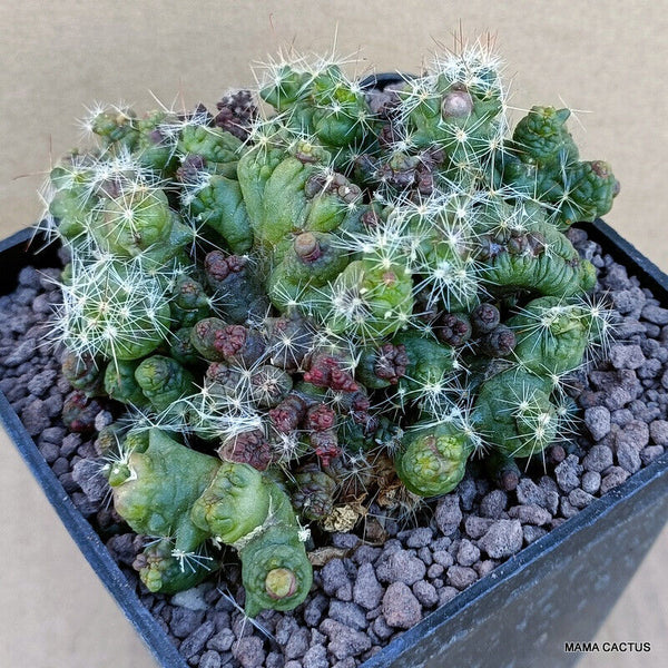 MAMMILLARIA BOCASANA FRED MONSTER