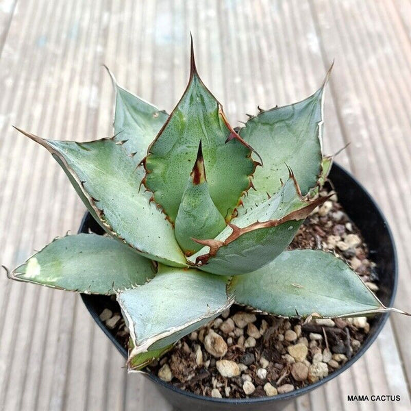 AGAVE TITANOTA WHITE ICE
