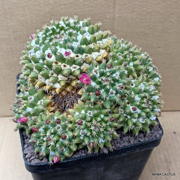 MAMMILLARIA LINDSAYI