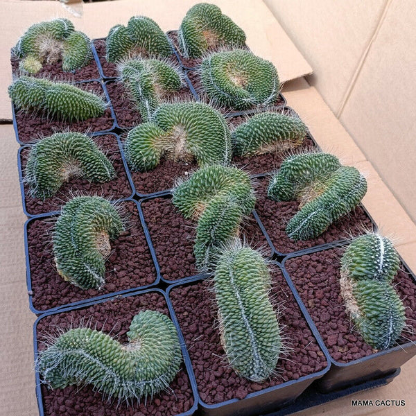 15 X MAMMILLARIA SPINOSISSIMA UNPICO CRESTED
