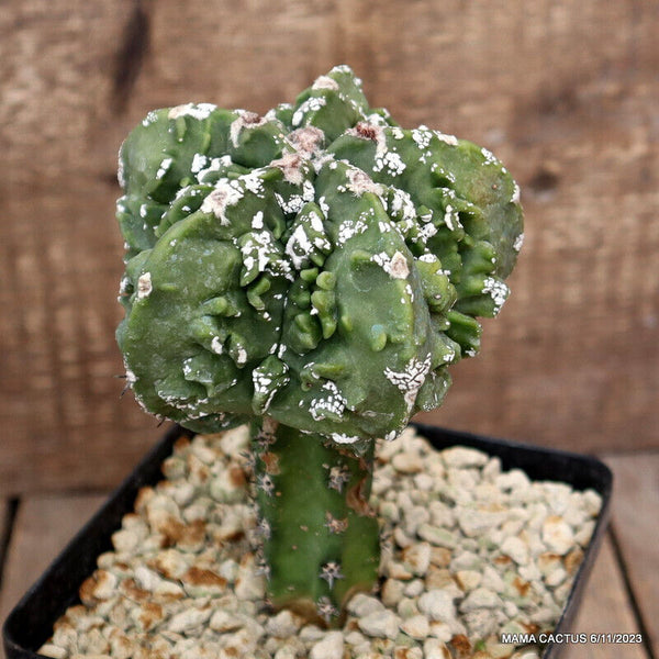 ASTROPHYTUM MYRIOSTIGMA FUKURYU GRAFTED