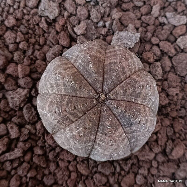 EUPHORBIA OBESA SYMMETRICA