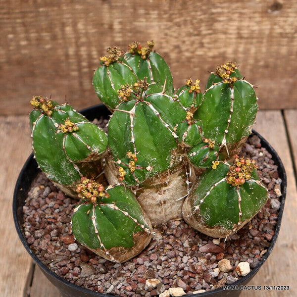 EUPHORBIA HANDIENSIS