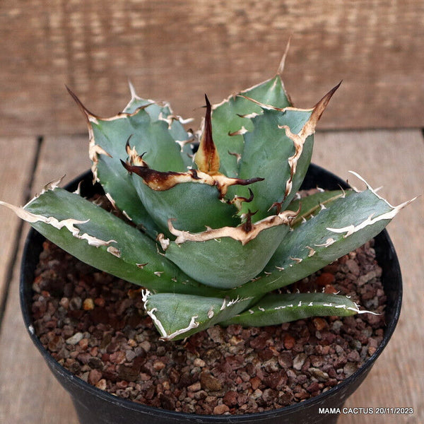 AGAVE TITANOTA