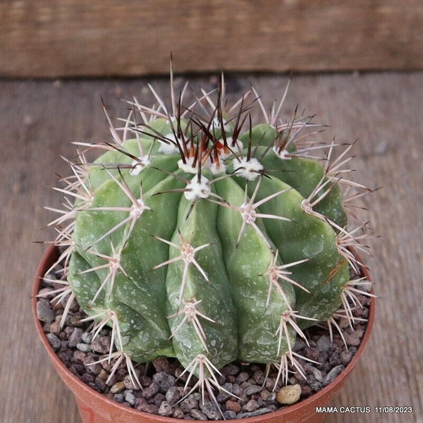 MELOCACTUS MATANZANUS