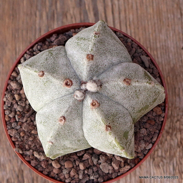 ASTROPHYTUM MYRIOSTIGMA