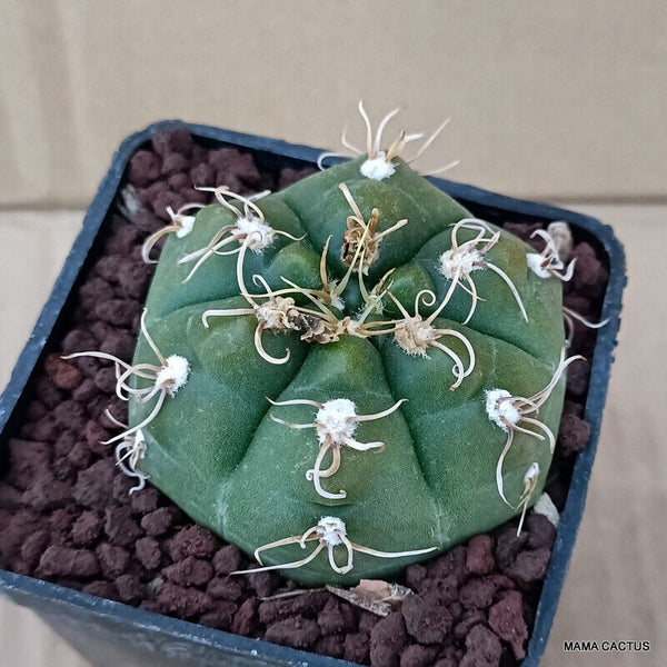 GYMNOCALYCIUM DENUDATUM PURPLE FLOWER