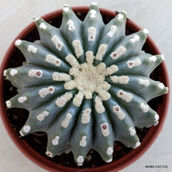 FEROCACTUS GLAUCESCENS INERMIS
