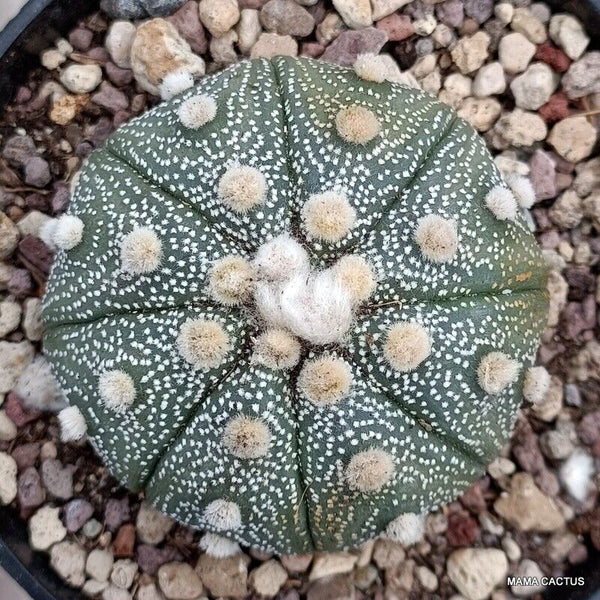 ASTROPHYTUM SUPER KABUTO