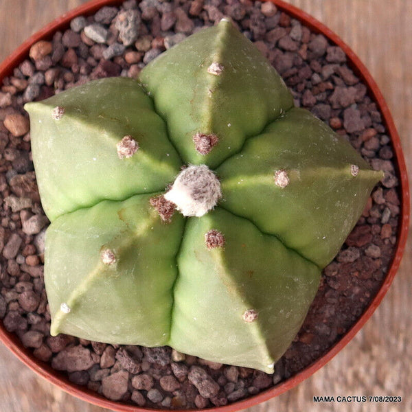 ASTROPHYTUM MYRIOSTIGMA NUDUM