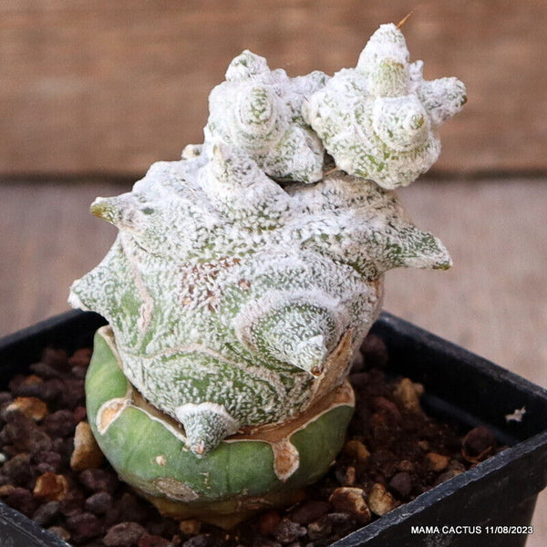 ASTROPHYTUM COAHUILENSE KIKKO GRAFTED