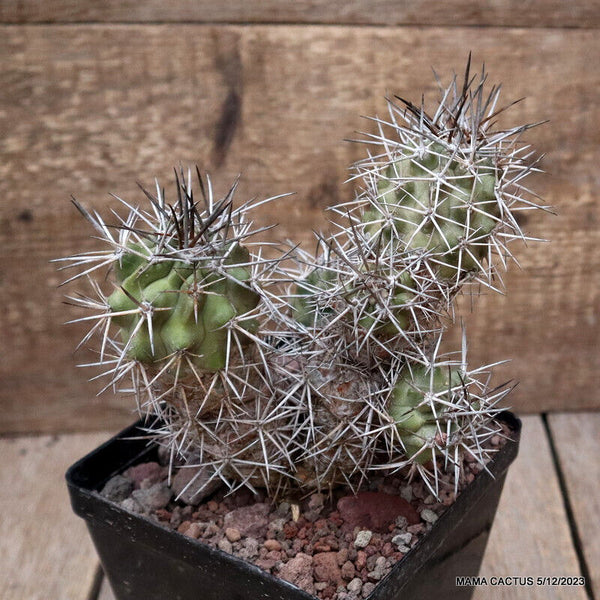COPIAPOA RUPESTRIS