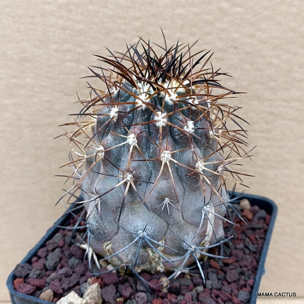 COPIAPOA MONTANA