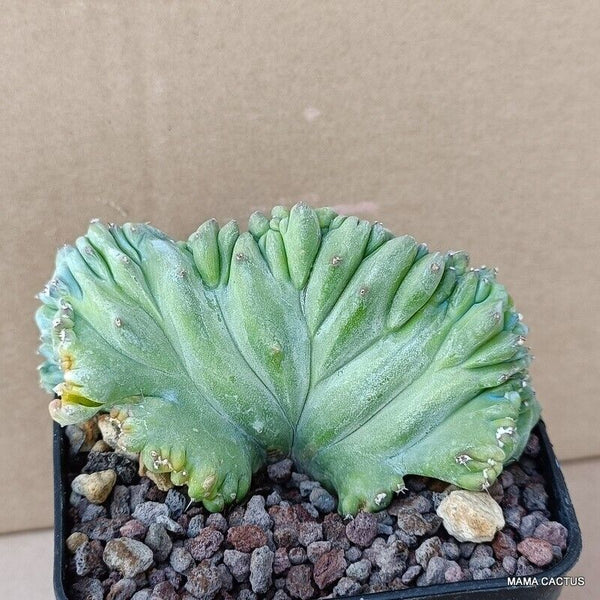 MYRTILLOCACTUS GEOMETRIZANS CRESTED