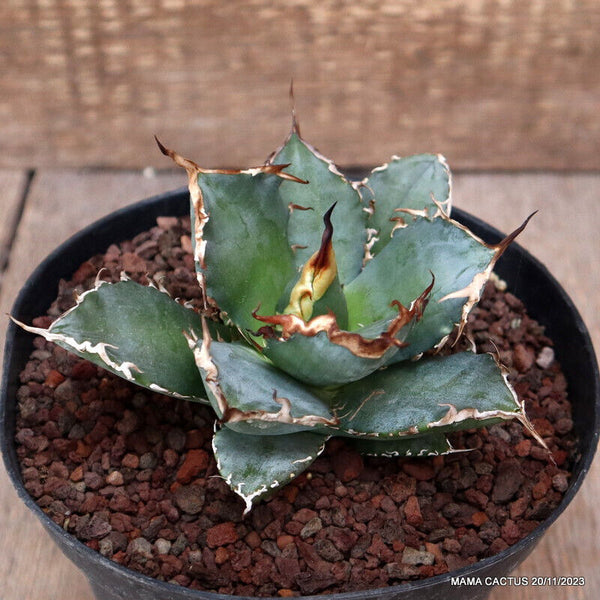 AGAVE TITANOTA