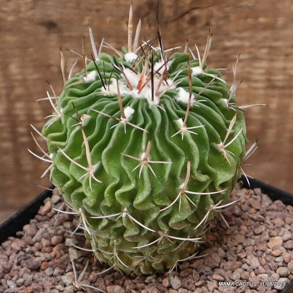 A1785 ECHINOFOSSULOCACTUS CRISPATUS pot12-H11-W9 cm MaMa Cactus