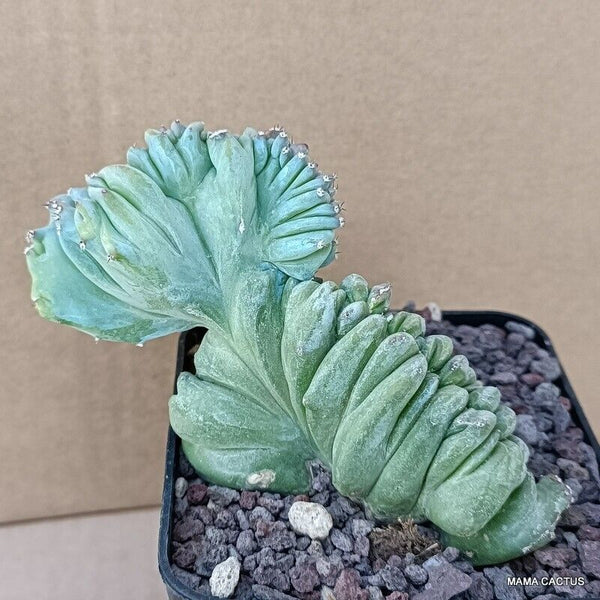 MYRTILLOCACTUS GEOMETRIZANS CRESTED