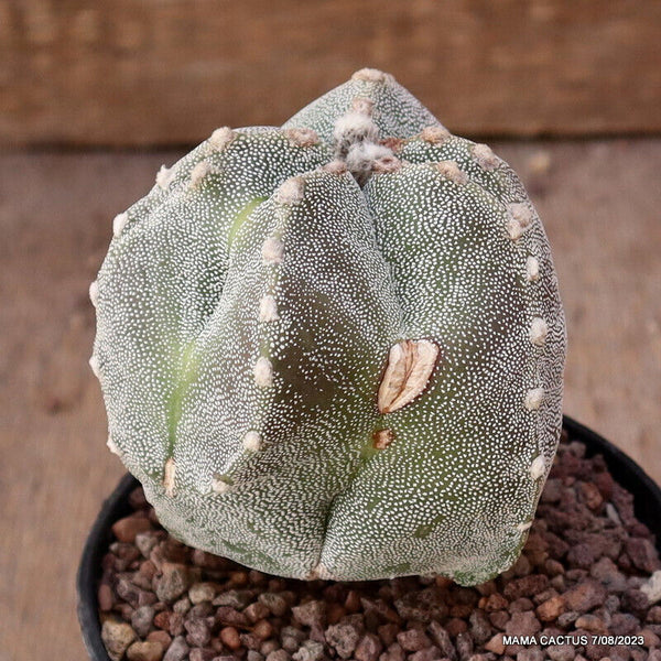 ASTROPHYTUM MYRIOSTIGMA