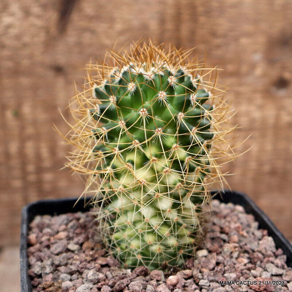 MAMMILLARIA RHODANTHA VARIEGATED