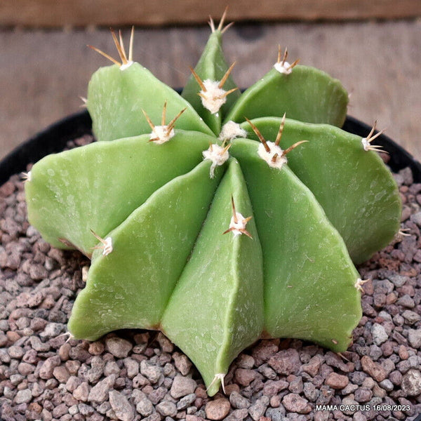 ASTROPHYTUM ORNATUM
