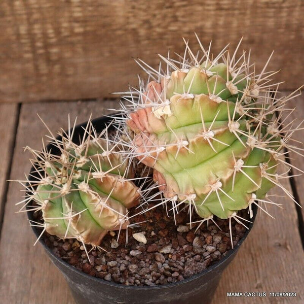 GYMNOCALYCIUM GRISEOPALLIDUM