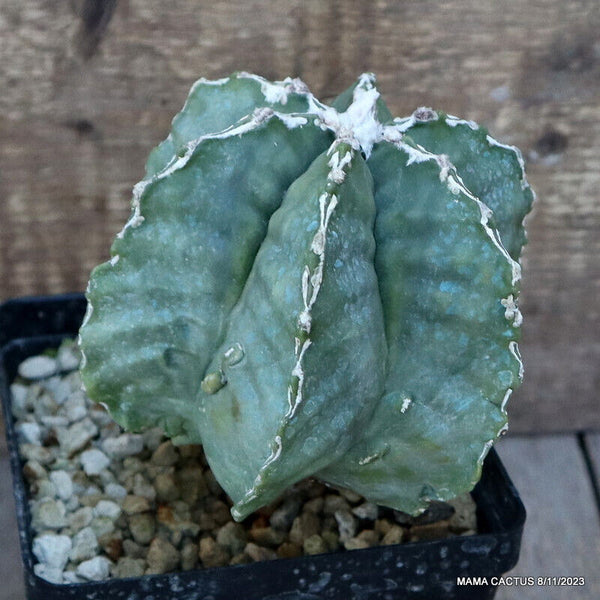 ASTROPHYTUM MYRIOSTIGMA KIKKO GRAFTED