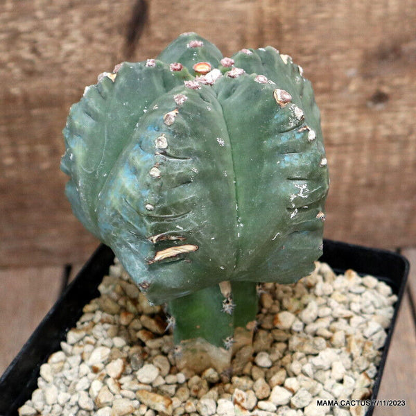 ASTROPHYTUM MYRIOSTIGMA KIKKO GRAFTED
