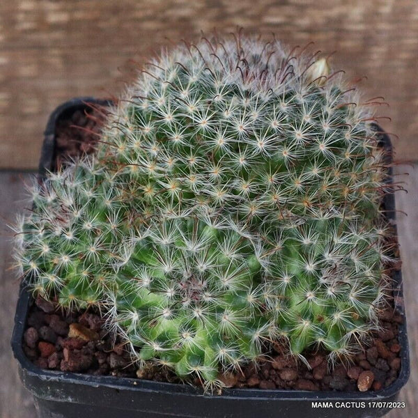 MAMMILLARIA KUNZEANA