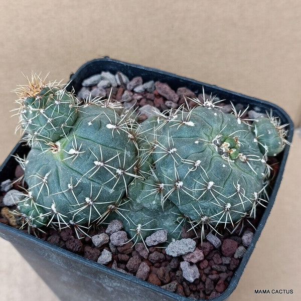 GYMNOCALYCIUM BALDIANUM MONSTER