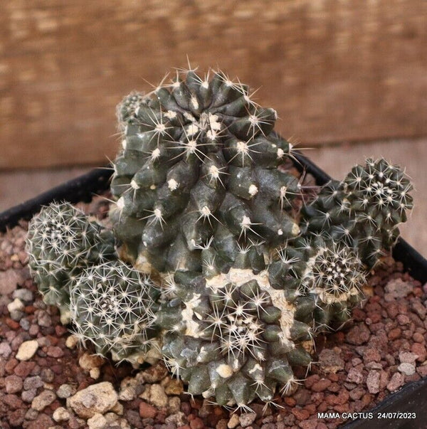 COPIAPOA TENUISSIMA CLUSTER