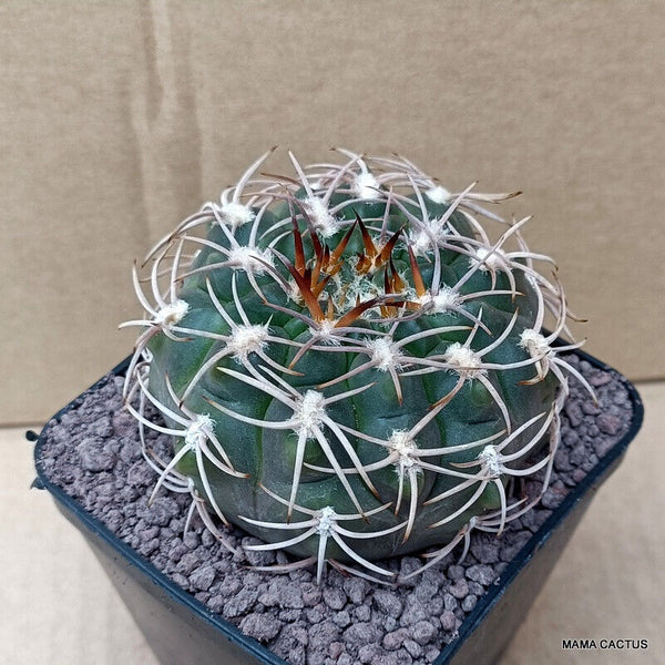 GYMNOCALYCIUM SPEGAZZINII