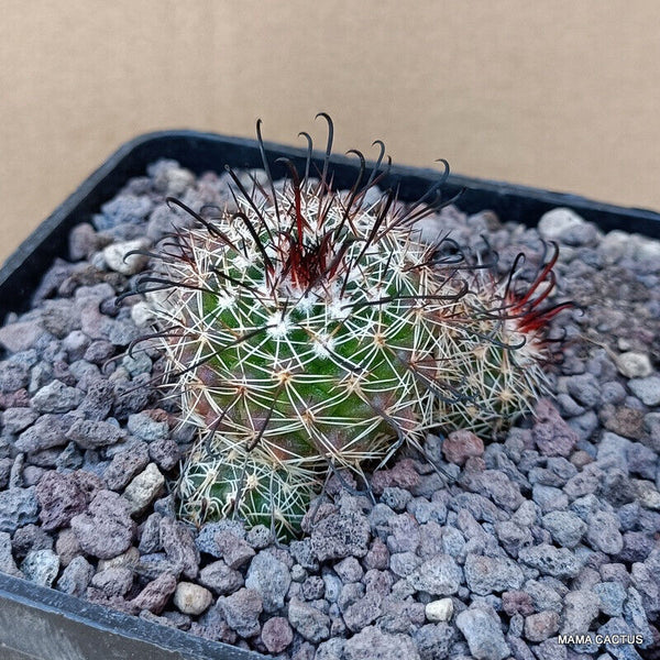 MAMMILLARIA GRAMMII