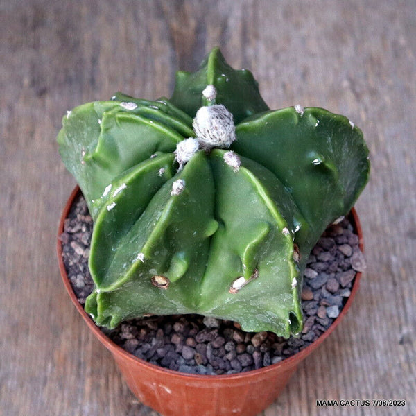 ASTROPHYTUM MYRIOSTIGMA MONSTER FUKURYU