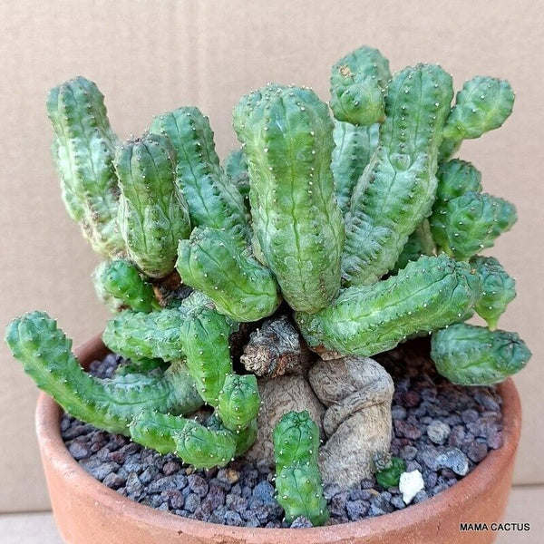 EUPHORBIA PSEUDOGLOBOSA BIG CAUDEX