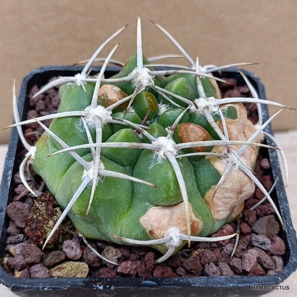 GYMNOCALYCIUM HOSSEII
